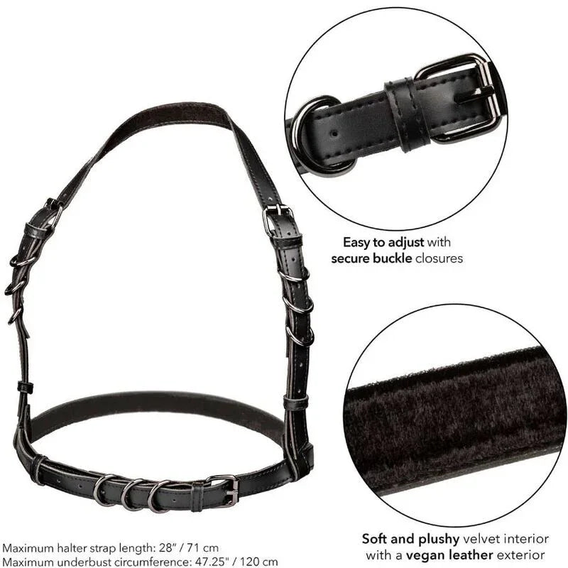 CALEXOTICS - EUPHORIA ARNÉS HATLER CON HEBILLA TALLA GRANDE NEGRO - Nuvica